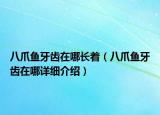八爪魚牙齒在哪長著（八爪魚牙齒在哪詳細介紹）