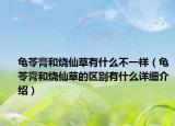 龜苓膏和燒仙草有什么不一樣（龜苓膏和燒仙草的區(qū)別有什么詳細(xì)介紹）