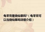龜苓膏是燒仙草嗎?（龜苓膏可以當燒仙草嗎詳細介紹）