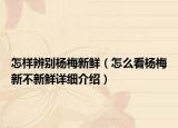 怎樣辨別楊梅新鮮（怎么看楊梅新不新鮮詳細介紹）
