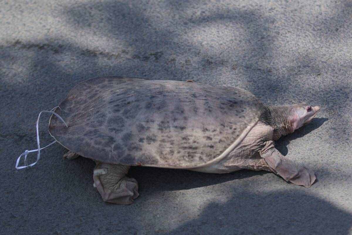 魚目混珠的珍珠鱉：感謝老鐵放生，我已入侵多省市，黃河或已泛濫