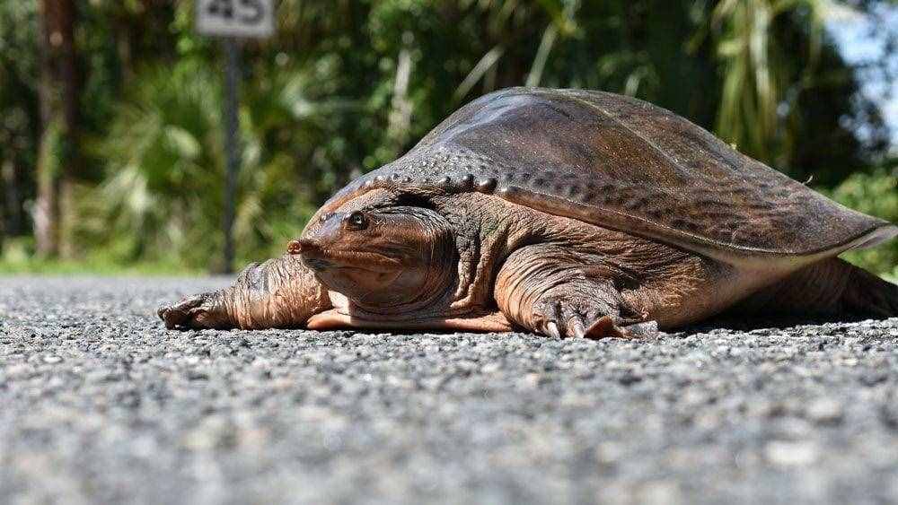 魚目混珠的珍珠鱉：感謝老鐵放生，我已入侵多省市，黃河或已泛濫