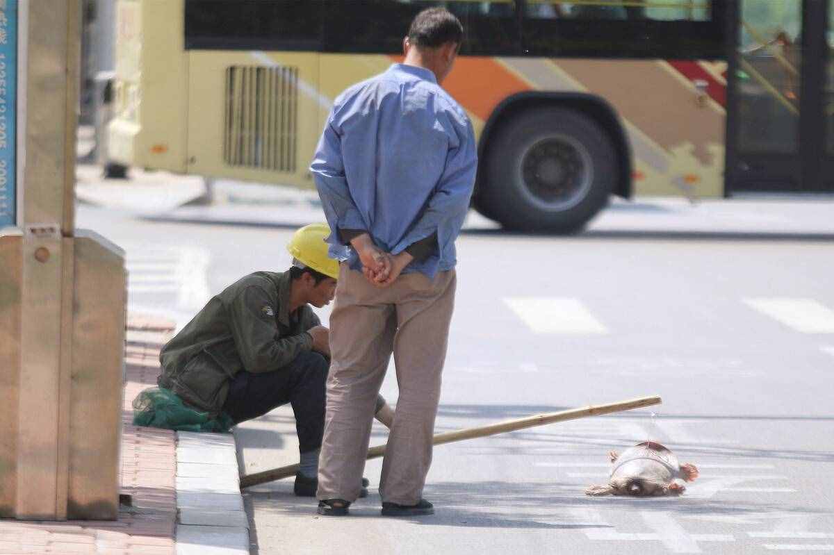 魚目混珠的珍珠鱉：感謝老鐵放生，我已入侵多省市，黃河或已泛濫