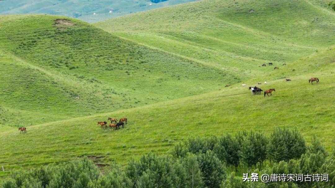 天蒼蒼，野茫茫，風(fēng)吹草低見(jiàn)牛羊