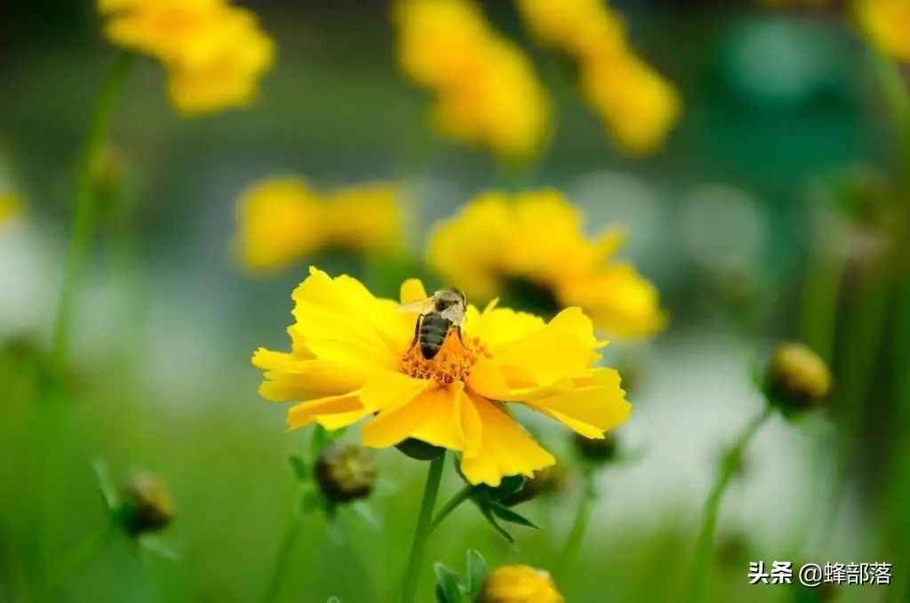 進(jìn)入夏季，為什么蜜蜂只在早上采粉？別冤枉了蜜蜂！蜜蜂也有苦衷