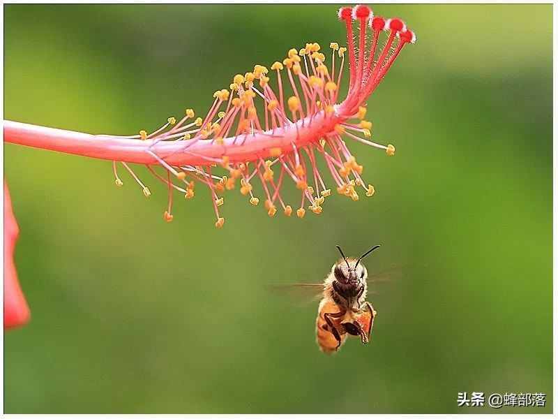 進(jìn)入夏季，為什么蜜蜂只在早上采粉？別冤枉了蜜蜂！蜜蜂也有苦衷