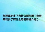 魚腥草吃多了有什么副作用（魚腥草吃多了有什么危害詳細(xì)介紹）