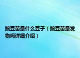 豌豆苗是什么豆子（豌豆苗是發(fā)物嗎詳細介紹）