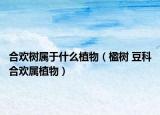 合歡樹屬于什么植物（楹樹 豆科合歡屬植物）