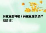 荷蘭豆的種植（荷蘭豆的禁忌詳細介紹）