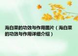 海白菜的功效與作用圖片（海白菜的功效與作用詳細(xì)介紹）