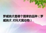 羅威納犬是哪個(gè)國(guó)家的品種（羅威納犬 犬科犬屬動(dòng)物）