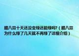 臘八蒜十天還沒變綠還能綠嗎?（臘八蒜為什么綠了幾天就不再綠了詳細介紹）