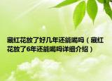 藏紅花放了好幾年還能喝嗎（藏紅花放了6年還能喝嗎詳細介紹）