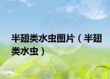 半翅類水蟲圖片（半翅類水蟲）