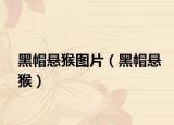 黑帽懸猴圖片（黑帽懸猴）