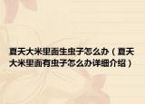 夏天大米里面生蟲子怎么辦（夏天大米里面有蟲子怎么辦詳細(xì)介紹）