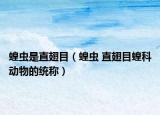 蝗蟲是直翅目（蝗蟲 直翅目蝗科動物的統(tǒng)稱）
