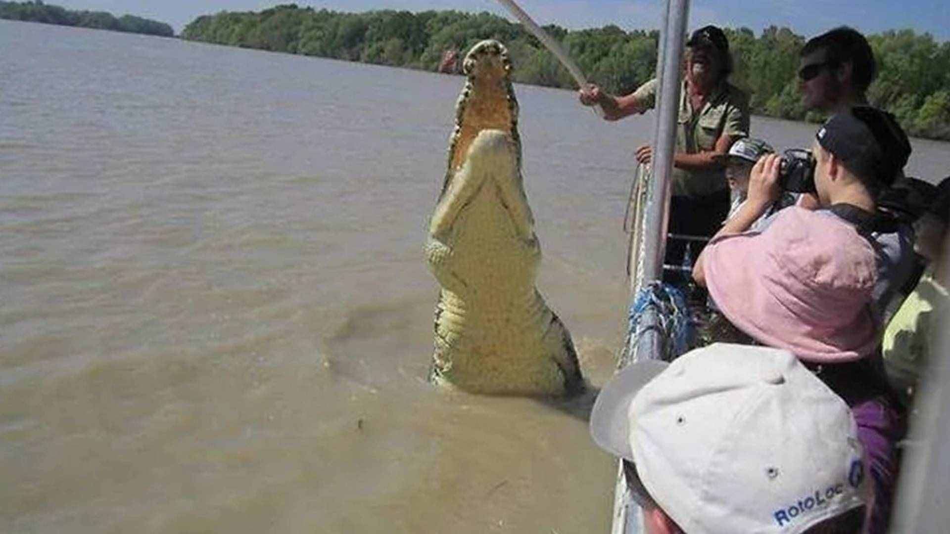 盤點史上最大的10頭鱷魚，洛龍重達(dá)1噸，東北虎在它面前不堪一擊