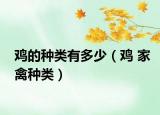 雞的種類有多少（雞 家禽種類）
