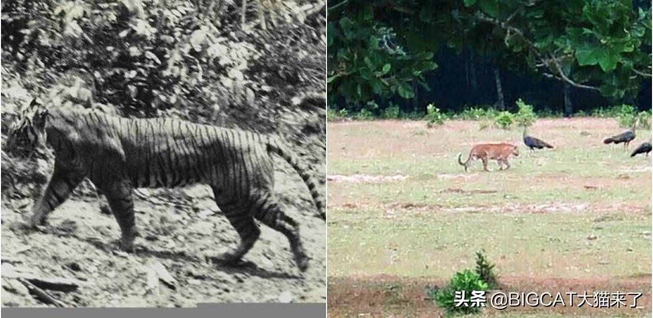 爪哇虎在爪哇島重現(xiàn)？別幻想了，那只是一種比東北虎還瀕危的大貓