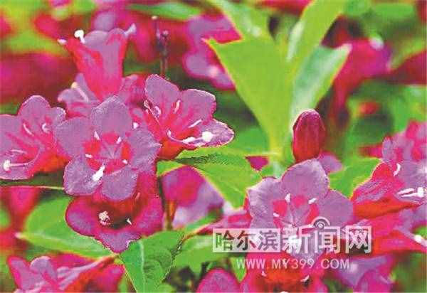 冰城小眾花 細(xì)認(rèn)別錯(cuò)過