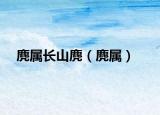 麂屬長(zhǎng)山麂（麂屬）