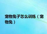 寵物兔子怎么訓(xùn)練（寵物兔）