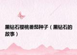 黑鉆石櫻桃番茄種子（黑鉆石的故事）