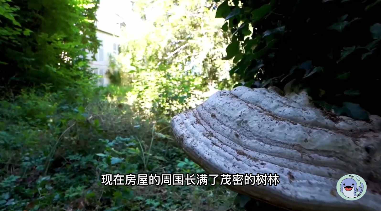 美國森林廢棄38年的城堡，一位中國女性來到這里，孤獨(dú)的生活