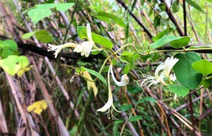 不是所有的花都有蜜，這8種蜂蜜根本不存在，遇到千萬不要買