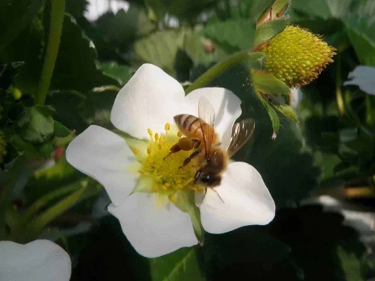 陽臺盆栽草莓種植攻略，從幼苗、開花到結(jié)果，全過程指導(dǎo)