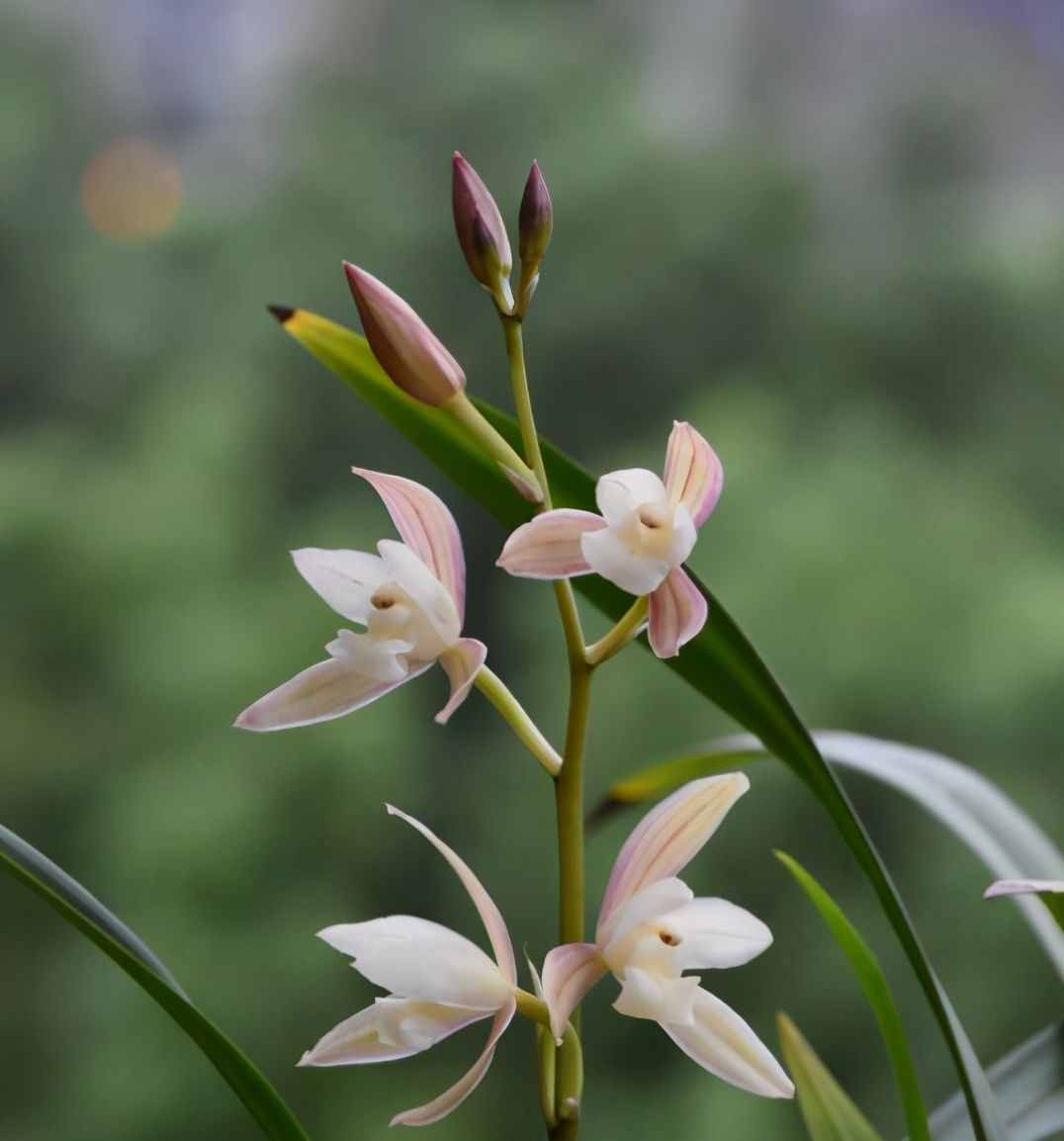 六月份中旬了，什么蘭花品種會開花？