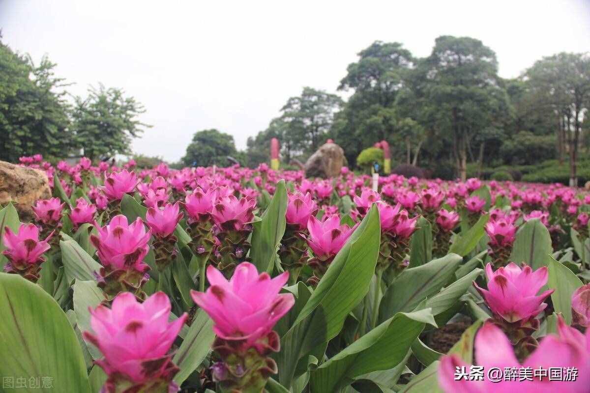 探訪夢幻百花洲，大型花卉主題休閑勝地，環(huán)境優(yōu)美