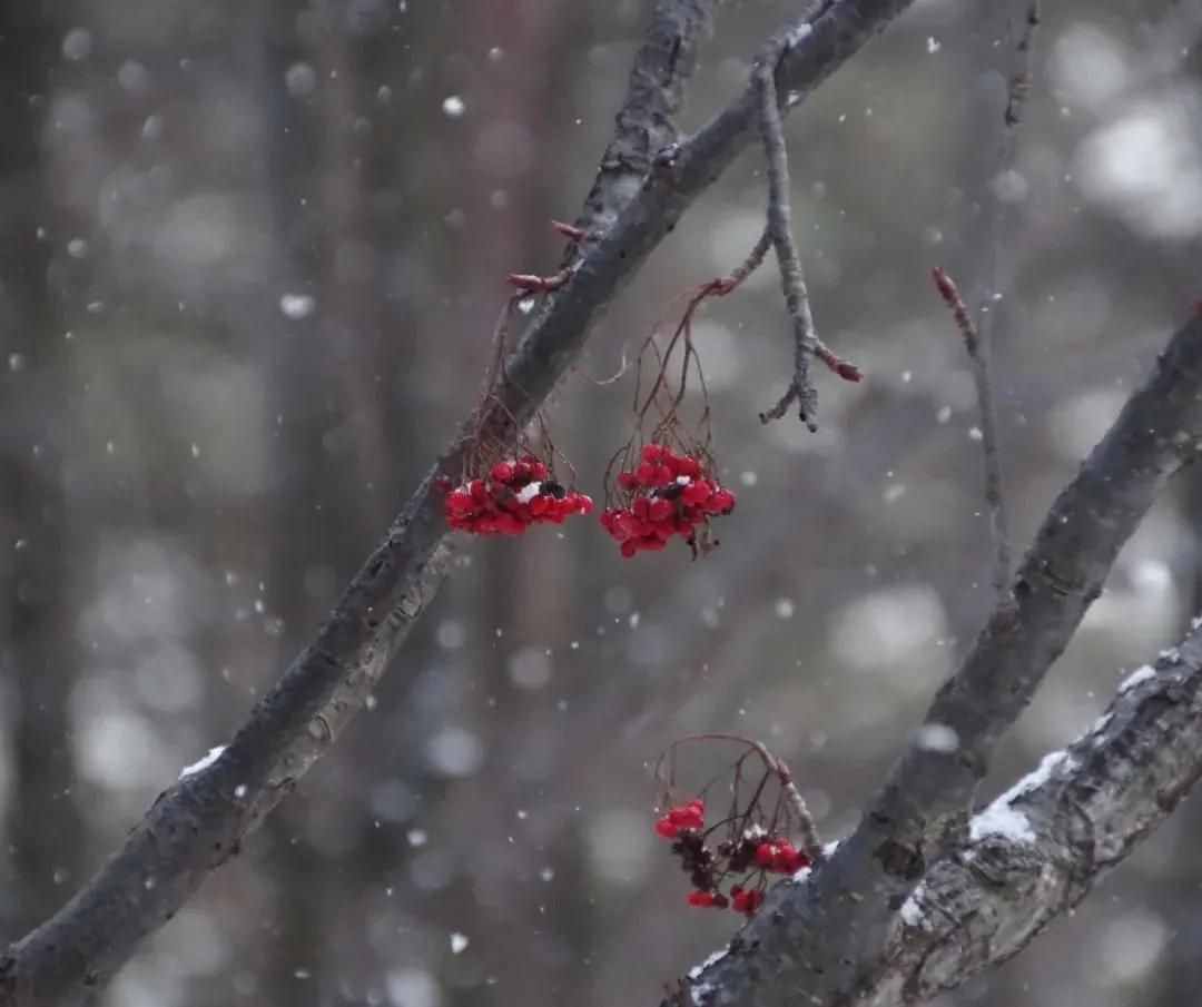 雪景拍攝技巧，教你輕松拍出雪景大片