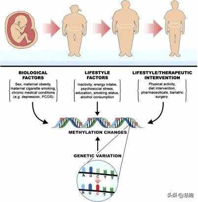 最新大數(shù)據(jù)研究證實(shí)：跑步是最有效的減肥運(yùn)動(dòng)，無(wú)論你是何種體質(zhì)