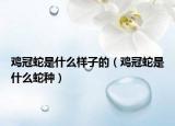 雞冠蛇是什么樣子的（雞冠蛇是什么蛇種）