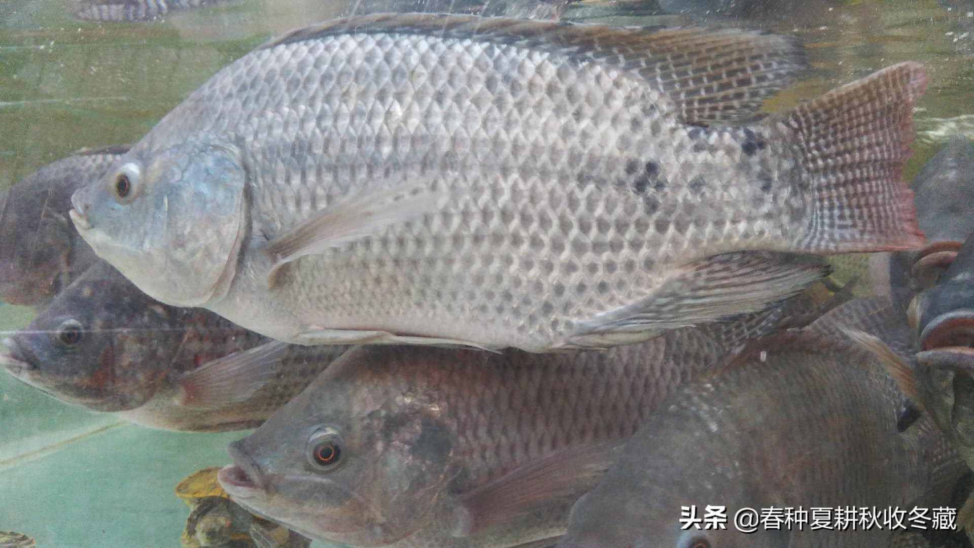 清塘生石灰，消毒漂白粉：水產(chǎn)養(yǎng)殖生石灰、漂白粉應該怎么用