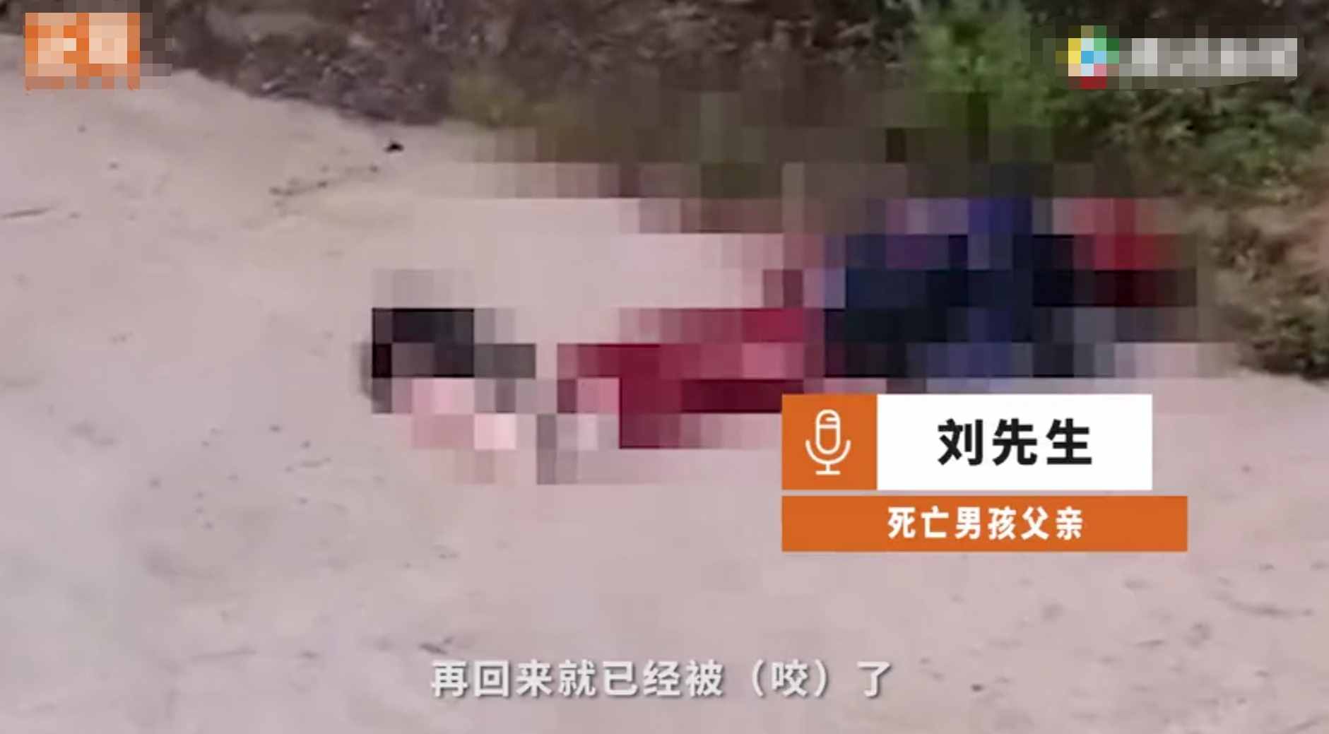 重慶8歲男童遭3只惡犬咬傷身亡！狗主人養(yǎng)犬喂生肉不栓繩，目前惡犬均被捕殺