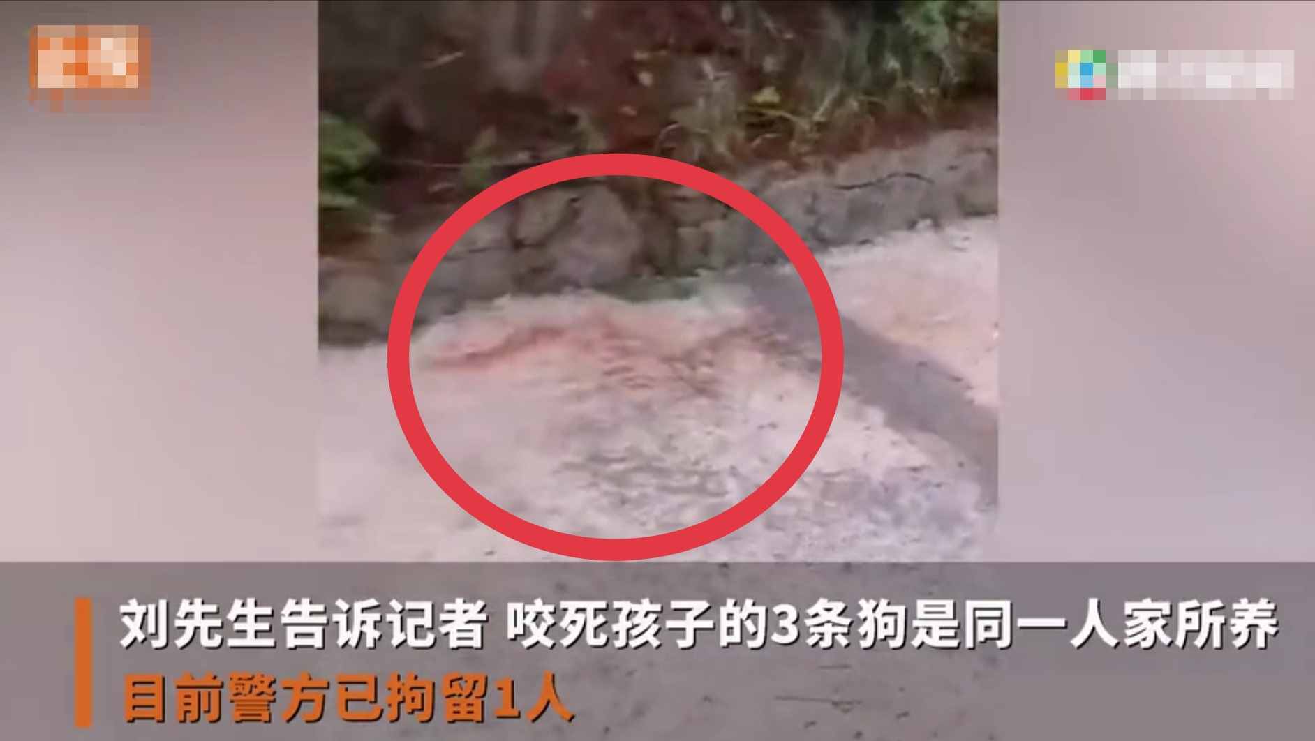 重慶8歲男童遭3只惡犬咬傷身亡！狗主人養(yǎng)犬喂生肉不栓繩，目前惡犬均被捕殺