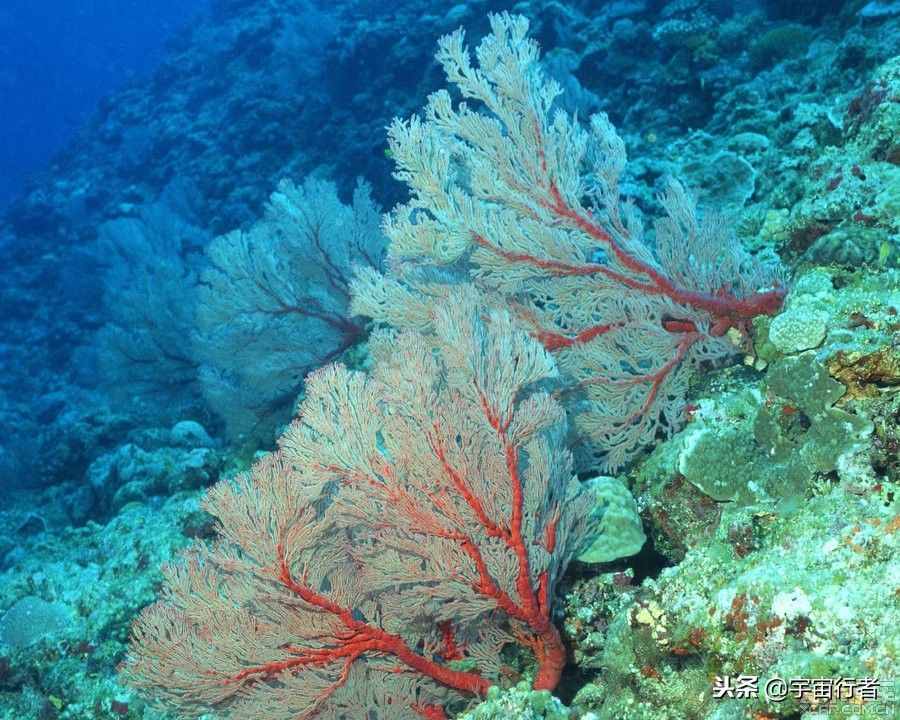 珊瑚到底是動(dòng)物還是植物？看完才知道錯(cuò)得多離譜