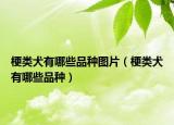 梗類犬有哪些品種圖片（梗類犬有哪些品種）