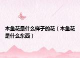 木魚花是什么樣子的花（木魚花是什么東西）
