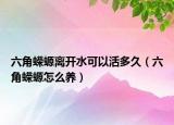 六角蠑螈離開水可以活多久（六角蠑螈怎么養(yǎng)）
