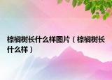 棕櫚樹長什么樣圖片（棕櫚樹長什么樣）