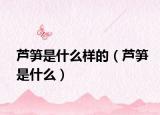 蘆筍是什么樣的（蘆筍是什么）
