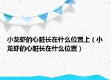 小龍蝦的心臟長在什么位置上（小龍蝦的心臟長在什么位置）
