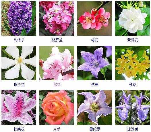 這里有500種花卉等你來(lái)認(rèn)領(lǐng)！很多人都收起來(lái)當(dāng)寶典啦！