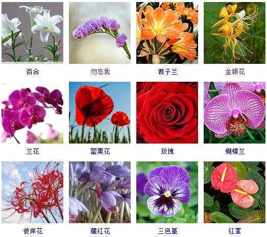 這里有500種花卉等你來(lái)認(rèn)領(lǐng)！很多人都收起來(lái)當(dāng)寶典啦！