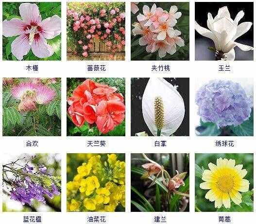 這里有500種花卉等你來(lái)認(rèn)領(lǐng)！很多人都收起來(lái)當(dāng)寶典啦！